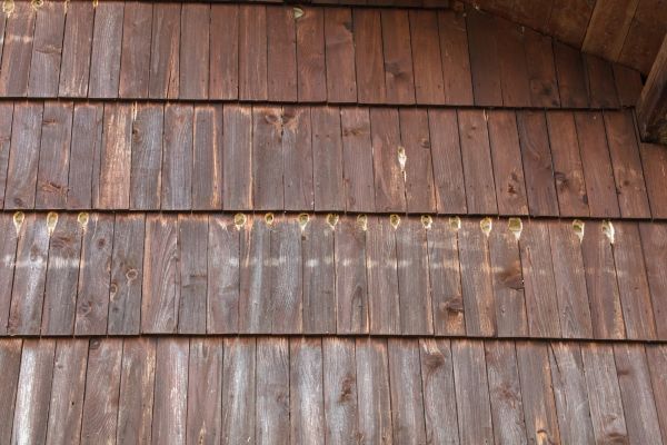 Cost of Woodpecker Hole Filling in Mesquite