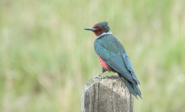 Cost of Woodpecker Hole Patching in Mesquite