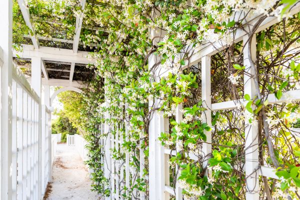 Cost of Trellis Repair in Mesquite