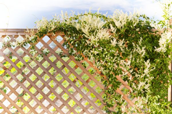 Cost of Lattice Repair in Mesquite