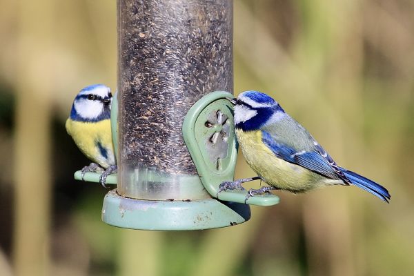 Bird Feeder Mounting Service in Mesquite