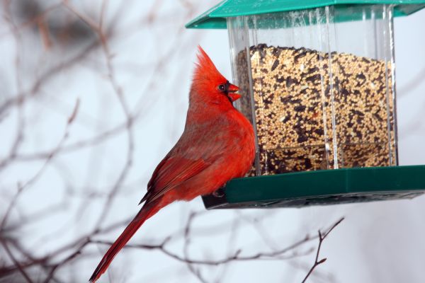 Cost of Bird Feeder Hanging in Mesquite