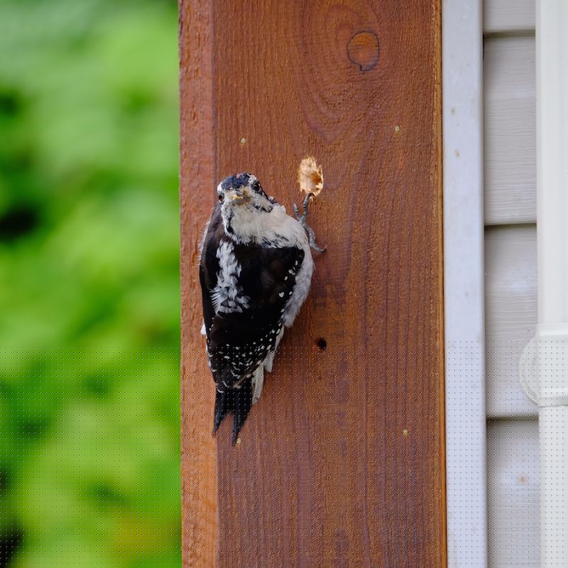 Woodpecker Hole Patching